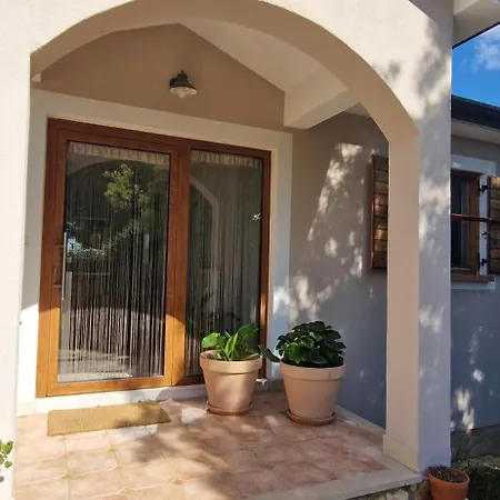 Mimosa Novigrad Istria