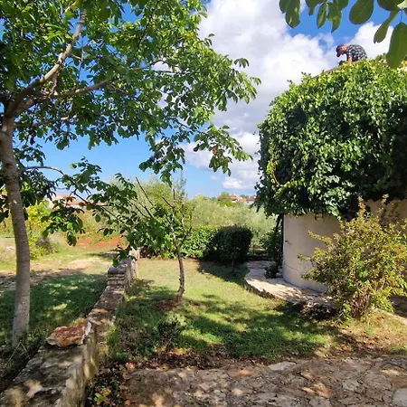 Mimosa Novigrad Istria