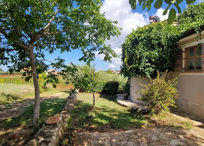 Mimosa Novigrad Istria