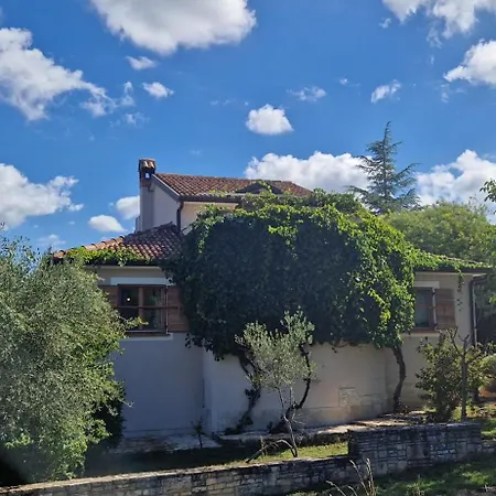 Mimosa Novigrad Istria